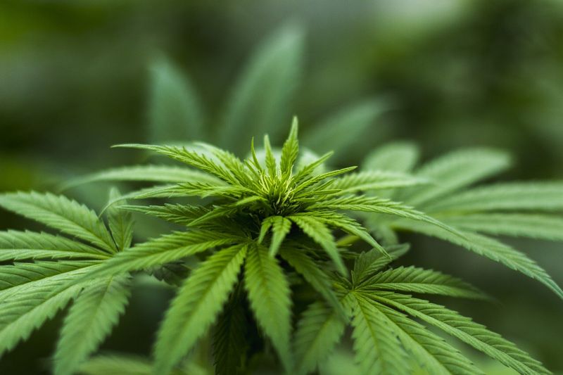File:Hemp.jpg